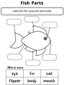 דף עבודה באנגלית חלקי הדג